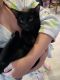 Bombay Cats for sale in Marysville, WA, USA. price: $50