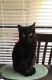 Bombay Cats for sale in Richardson, TX, USA. price: NA