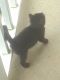 Bombay Cats for sale in 231 Ashland Creek Ct, Lawrenceville, GA 30045, USA. price: $60