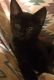 Bombay Cats for sale in Hartford, CT, USA. price: $150