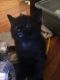 Bombay Cats for sale in Hartford, CT, USA. price: $100