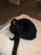 Bombay Cats for sale in Torrance, CA, USA. price: $120