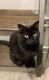 Bombay Cats for sale in 9050 Markville Dr, Dallas, TX 75243, USA. price: NA