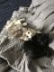 Bombay Cats for sale in Mesa, AZ, USA. price: $60