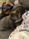 Bombay Cats for sale in Plymouth, MA, USA. price: $399