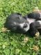Borador Puppies for sale in 2802 Specklebelly Dr., Baytown, TX 77521, USA. price: $85