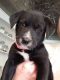 Borador Puppies for sale in Bucyrus, OH 44820, USA. price: $300
