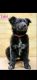 Borador Puppies for sale in Greenlawn, NY, USA. price: NA