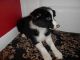 Borador Puppies for sale in Jersey City, NJ, USA. price: NA