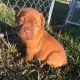 Borador Puppies for sale in Omar Ave, Carteret, NJ 07008, USA. price: NA