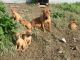 Borador Puppies for sale in Indianapolis Blvd, Hammond, IN, USA. price: NA