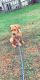 Borador Puppies for sale in Swanton, OH 43558, USA. price: $500