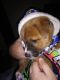 Borador Puppies for sale in Austin, TX, USA. price: $60