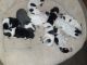 Border Collie Puppies for sale in Webster City, IA 50595, USA. price: $225