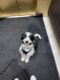 Border Collie Puppies for sale in New York, NY, USA. price: $800