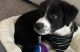 Border Collie Puppies for sale in North Richland Hills, TX, USA. price: NA