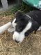 Border Collie Puppies for sale in Omak, WA, USA. price: $300