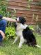 Border Collie Puppies for sale in Waco, TX, USA. price: NA