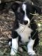 Border Collie Puppies for sale in Abilene, TX, USA. price: NA