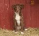 Border Collie Puppies for sale in 381 Gerry Rd, North Brunswick Township, NJ 08902, USA. price: $1,000