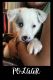 Border Collie Puppies for sale in Bolingbrook, IL, USA. price: $1,288