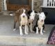 Border Collie Puppies for sale in Lytle, TX 78052, USA. price: $50