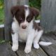Border Collie Puppies for sale in New York, NY, USA. price: $750