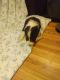 Border Collie Puppies for sale in Meridian, MS, USA. price: $700