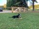 Border Collie Puppies for sale in Erwin, NC, USA. price: $300