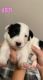 Border Collie Puppies for sale in Phoenix, AZ 85053, USA. price: $1