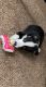 Border Collie Puppies for sale in Coal Township, PA, USA. price: NA