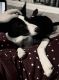Border Collie Puppies for sale in Flower Mound, TX, USA. price: $200