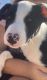 Border Collie Puppies for sale in Marana, AZ 85653, USA. price: $300