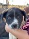 Border Collie Puppies for sale in Phelan, CA 92371, USA. price: NA