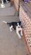 Border Collie Puppies for sale in Green Valley, AZ, USA. price: $500