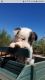 Border Collie Puppies for sale in Green Valley, AZ, USA. price: $2,000