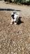 Border Collie Puppies for sale in Green Valley, AZ, USA. price: $1,200