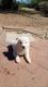 Border Collie Puppies for sale in Sahuarita, AZ, USA. price: $200