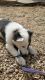 Border Collie Puppies for sale in Sahuarita, AZ, USA. price: $2,000