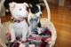 Border Collie Puppies for sale in Fremont, CA, USA. price: NA