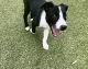 Border Collie Puppies for sale in N Lois Ave, Tampa, FL 33609, USA. price: NA