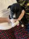Border Collie Puppies for sale in Scottsburg, IN 47170, USA. price: $300