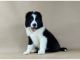 Border Collie Puppies for sale in Los Angeles St, Eilat, Israel. price: 650 ILS