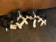 Border Collie Puppies for sale in Sandy, UT, USA. price: $200
