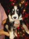 Border Collie Puppies for sale in Baltimore, MD, USA. price: $700