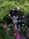 Border Collie Puppies for sale in 1014 Kiwi Ave, Kalona, IA 52247, USA. price: NA