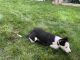 Border Collie Puppies for sale in Salem, OR, USA. price: NA