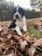 Border Collie Puppies for sale in Cross Hill, SC 29332, USA. price: $350
