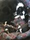 Border Collie Puppies for sale in Rochester, IN 46975, USA. price: $1,000