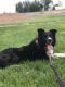 Border Collie Puppies for sale in Carlisle, PA 17013, USA. price: $400